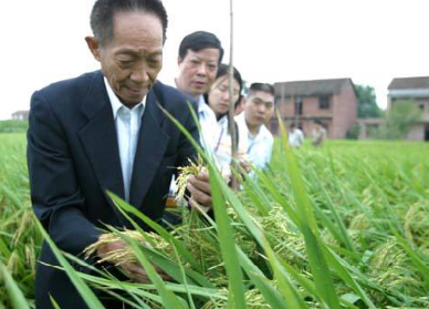 袁隆平超級雜交水稻畝產(chǎn)1149.02公斤，破世界紀錄！